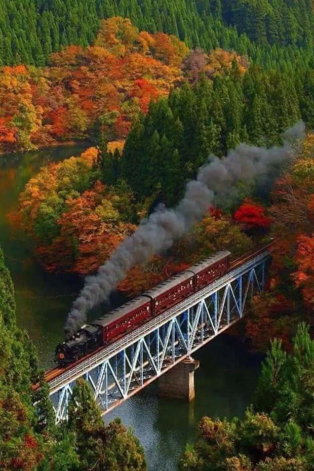 trains in autumn (22)