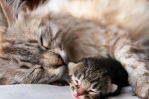 Get Ready for Funny Animals #458 (22 photos)