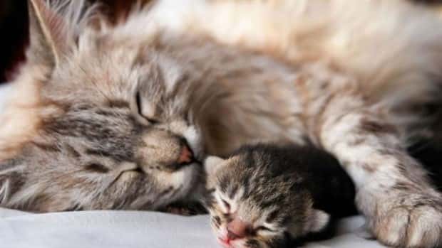 amusing animals (20)