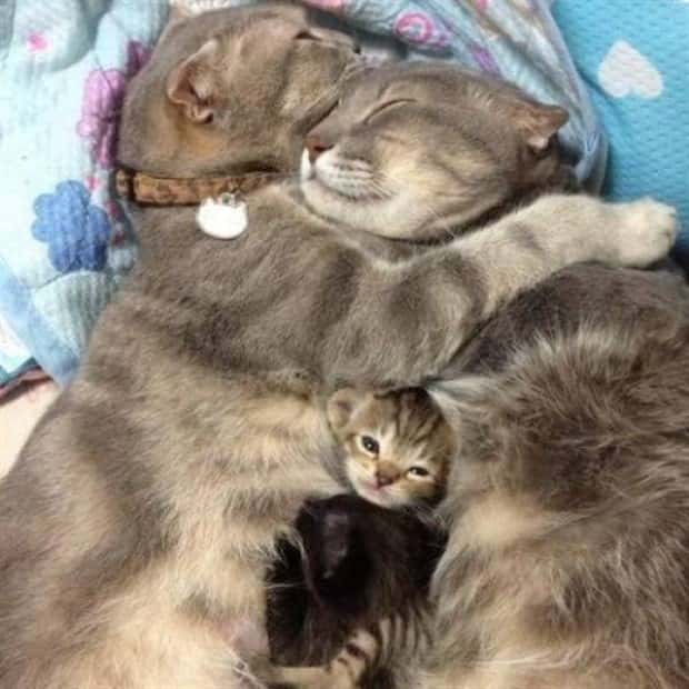 amusing photobombing (12)