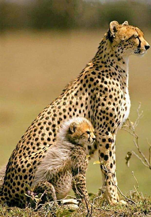 awesome photos (18)