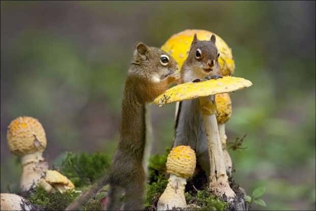 awesome photos (6)