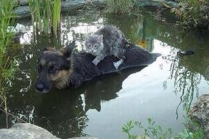 Get Ready for Funny Animals #460 (18 photos)