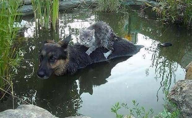 funny animals (1)