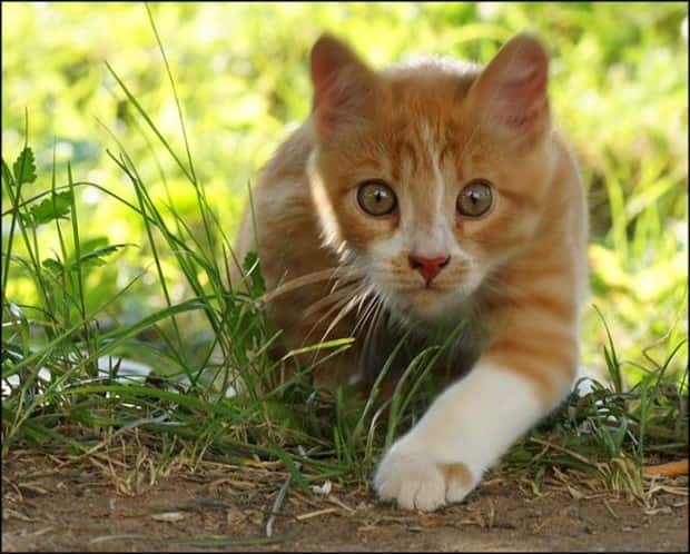 funny animals (10)