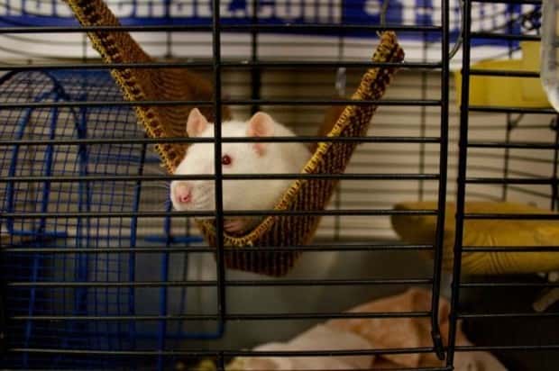 funny animals (10)