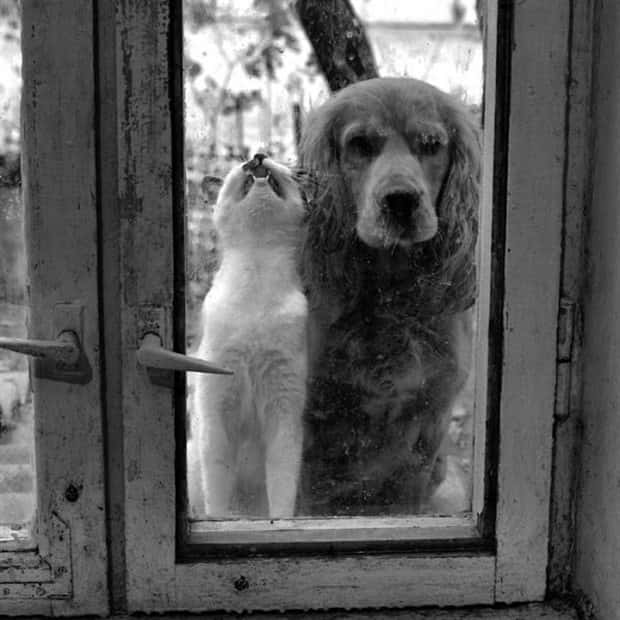 funny animals (11)