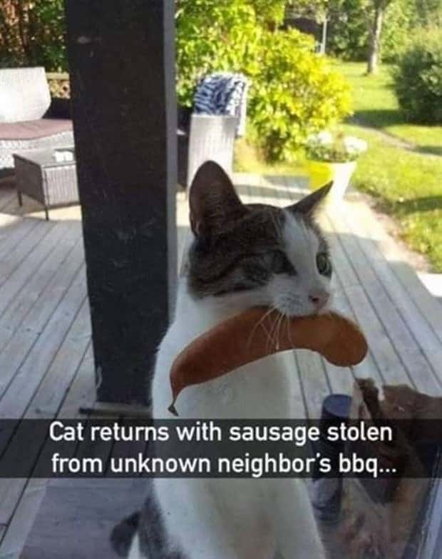 funny animals (11)