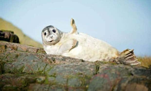 funny animals (11)