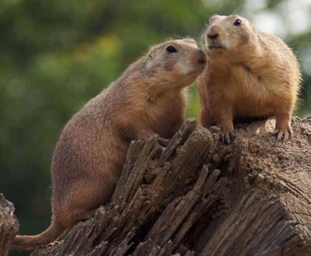funny animals (12)