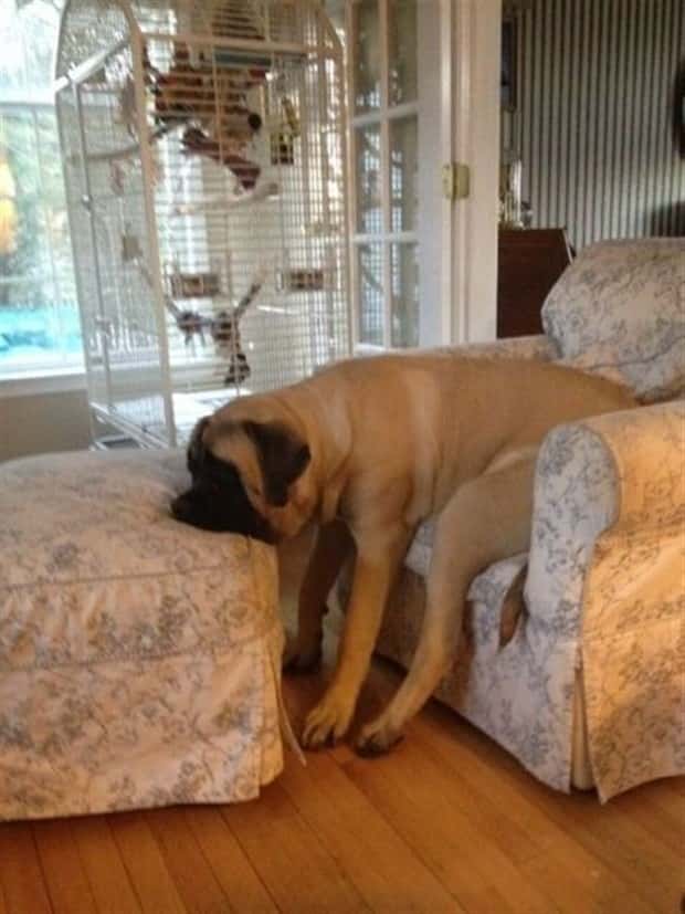 funny animals (12)