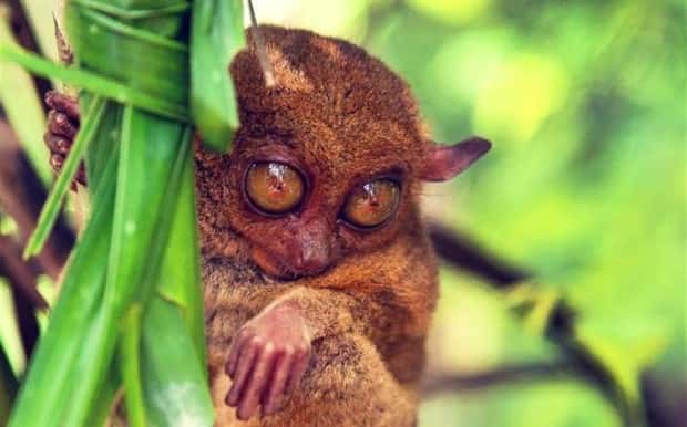funny animals (13)