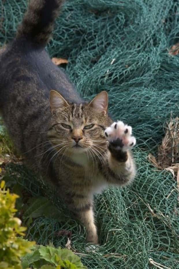 funny animals (13)