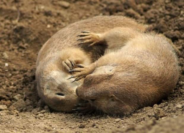funny animals (14)