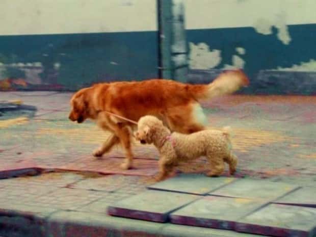 funny animals (14)