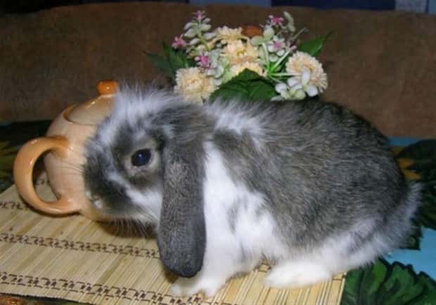 funny animals (15)
