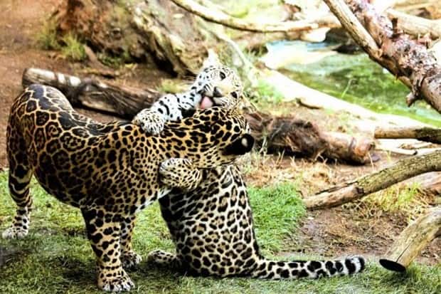 funny animals (15)