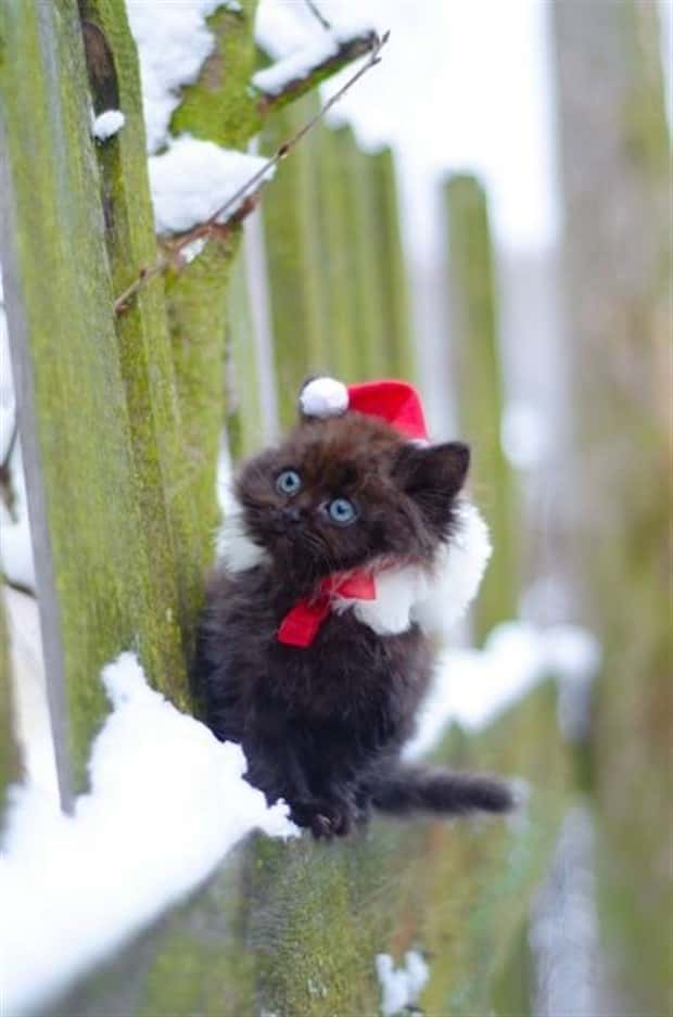 funny animals (16)