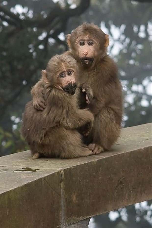 funny animals (16)