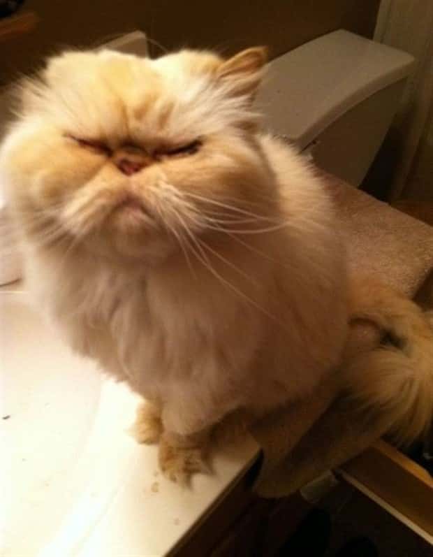 funny animals (17)