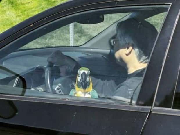 funny animals (17)