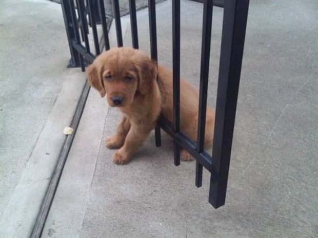 funny animals (17)