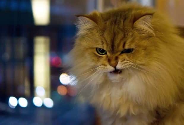 funny animals (18)