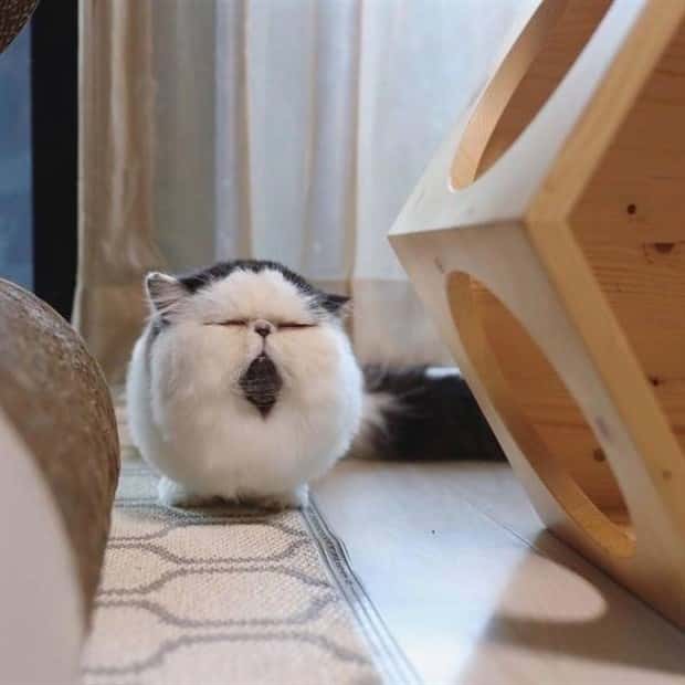 funny animals (18)