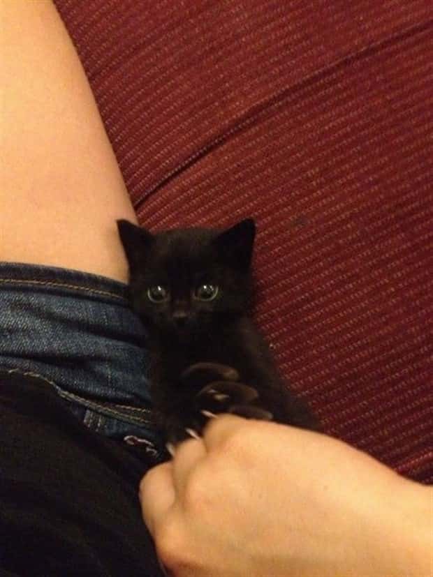 funny animals (18)