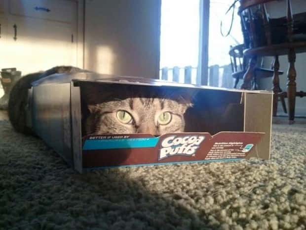 funny animals (19)