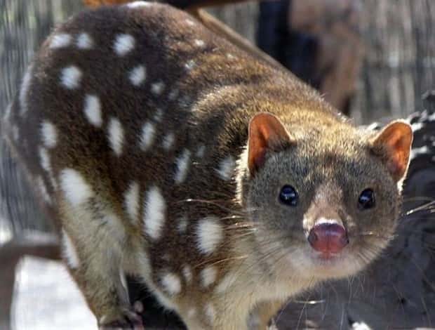 funny animals (19)