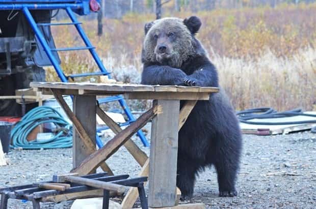 funny animals (2)