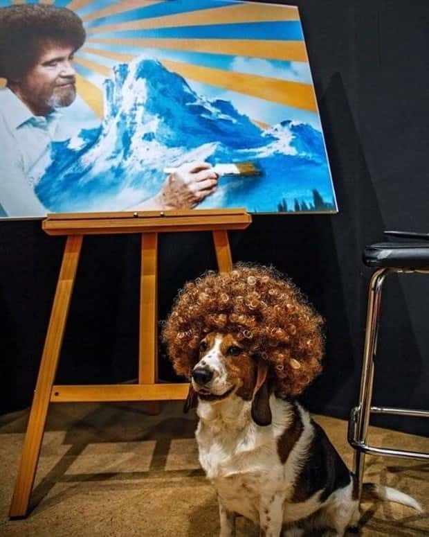 funny animals (2)