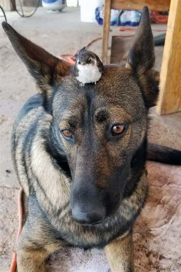 funny animals (20)