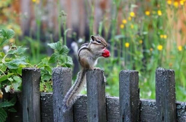 funny animals (20)