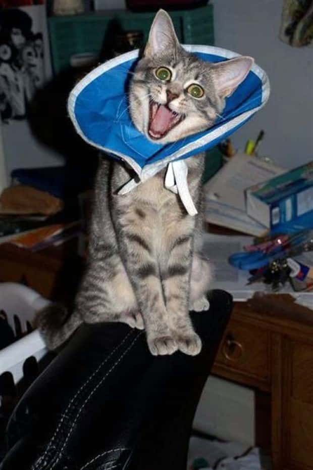 funny animals (21)