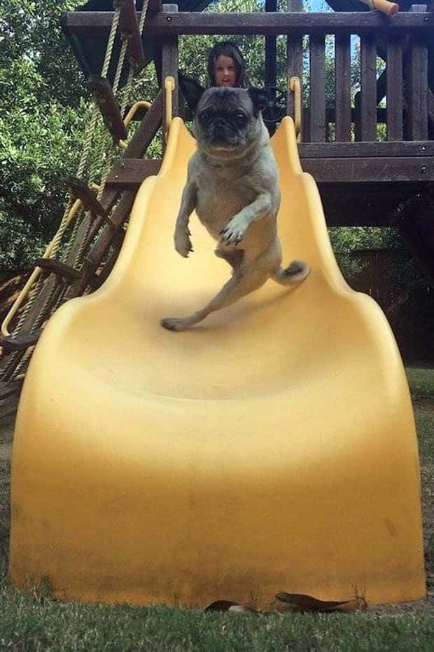 funny animals (3)