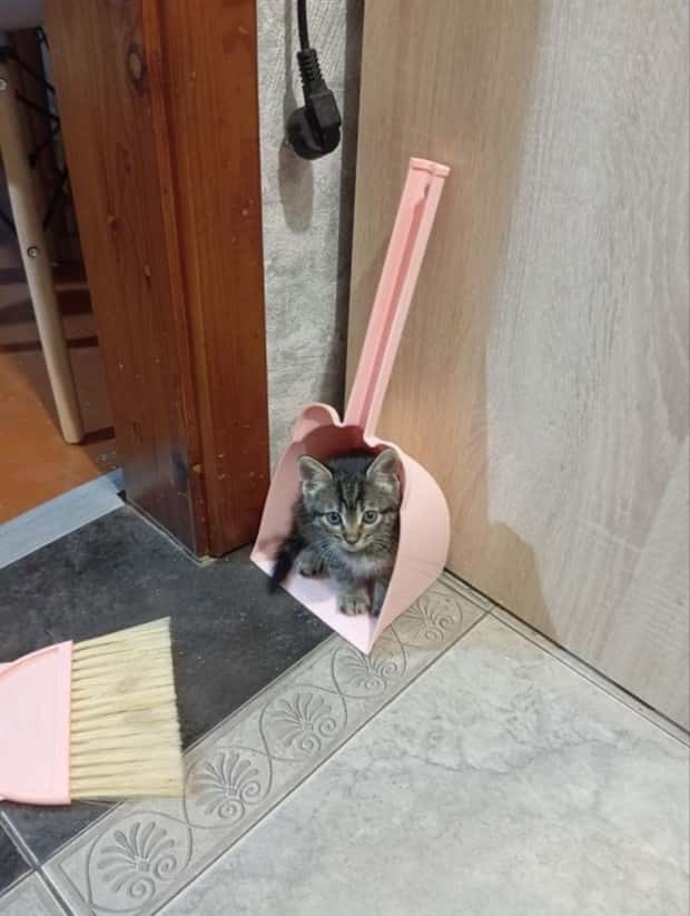 funny animals (4)