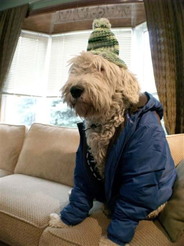 funny animals (4)