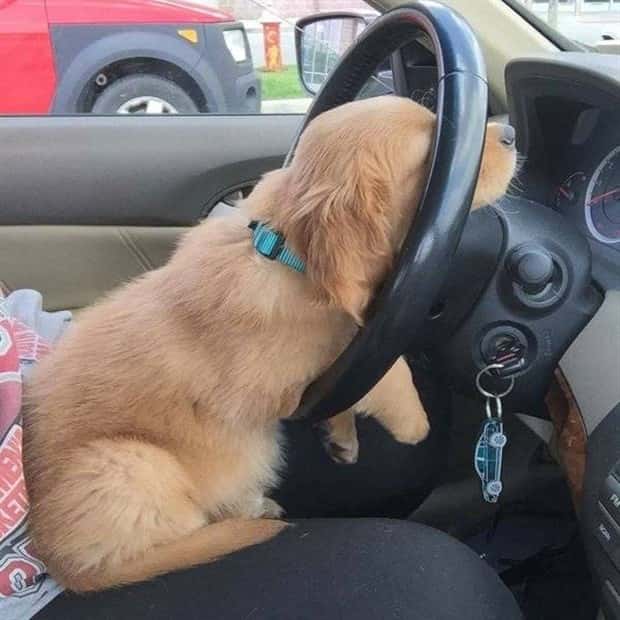funny animals (5)