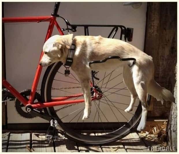 funny animals (5)