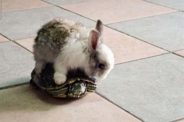 funny animals (6)