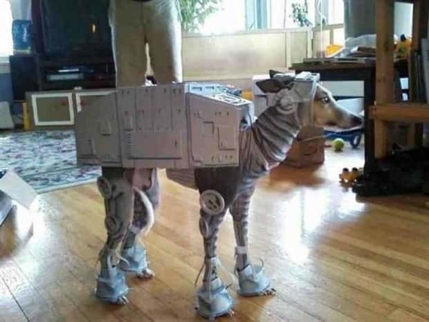 funny animals (6)