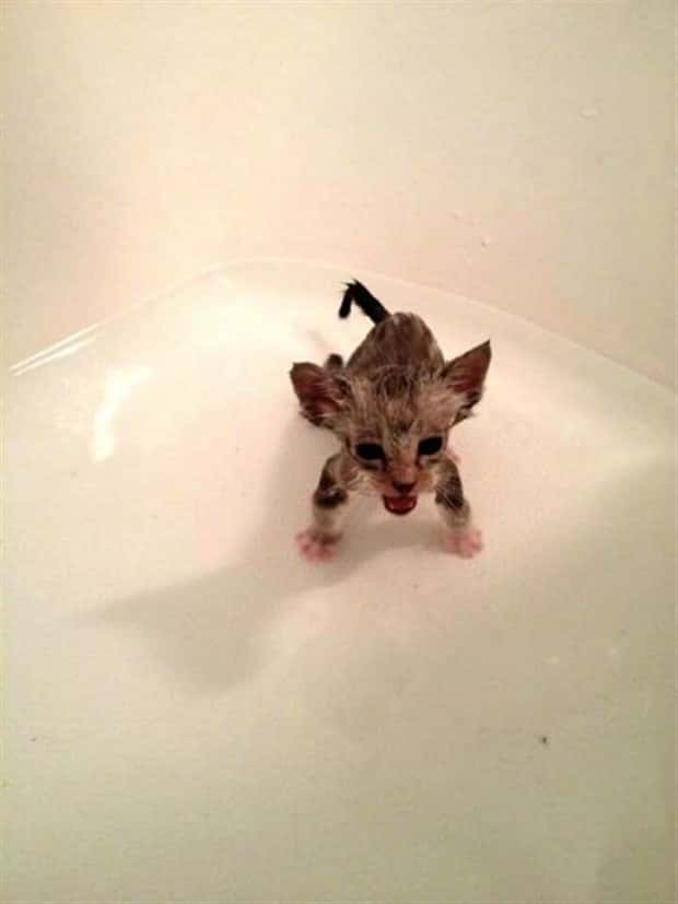 funny animals (6)