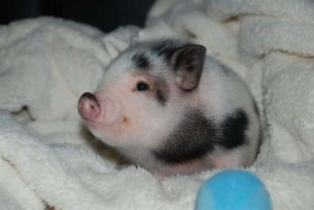 funny animals (7)
