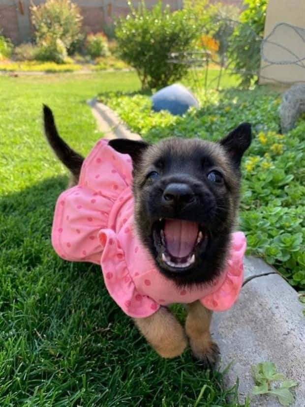 funny animals (7)
