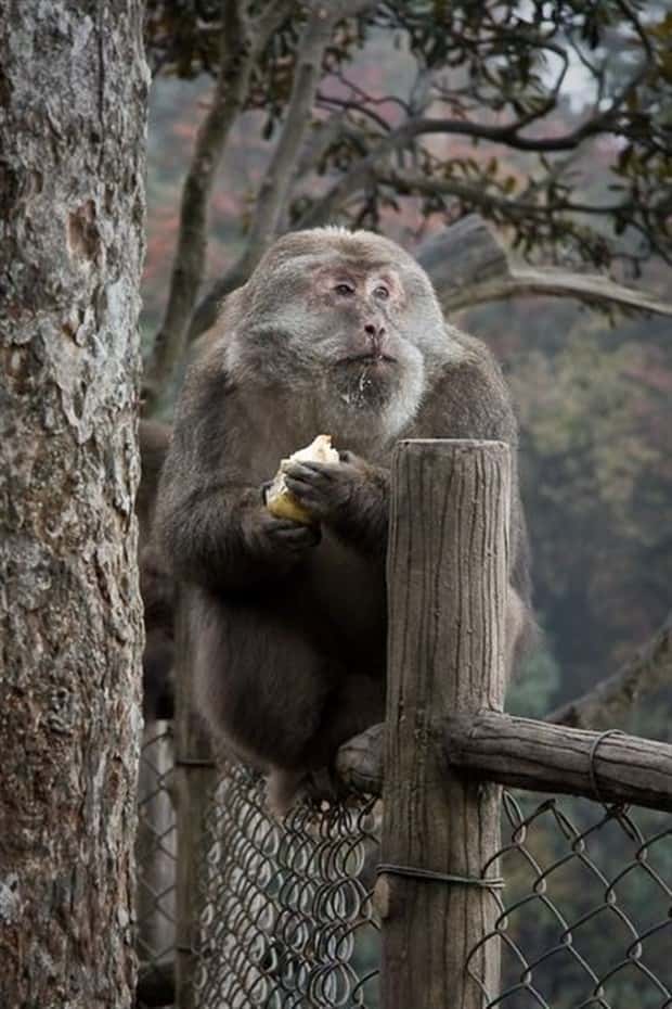 funny animals (7)