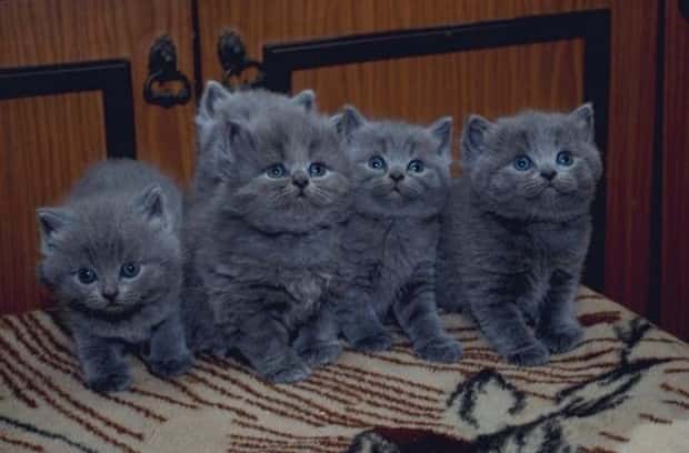 funny animals (8)