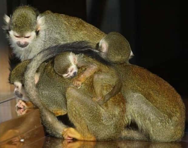 funny animals (8)