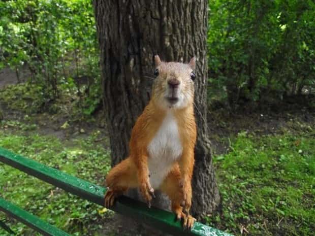 funny animals (9)